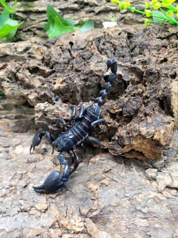 Asian Blue Forest Scorpion (Javanimetrus Cyaneus) at Birmingham Reptiles