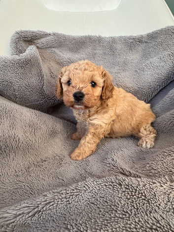 Beautiful DNA tested Cavapoochon Puppies