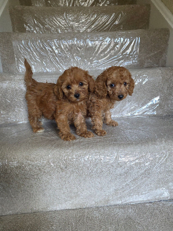 Cockerpoo puppies