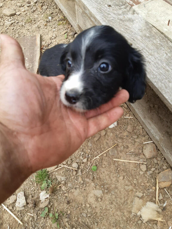 4 beautiful springer pups
