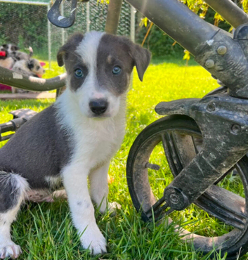 Beautiful sheep dog puppies for sale