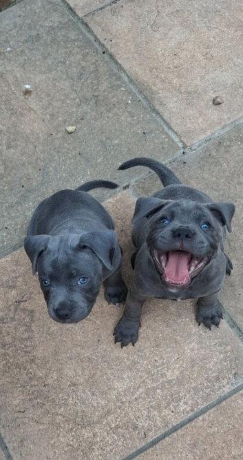 Lue staffy puppy's