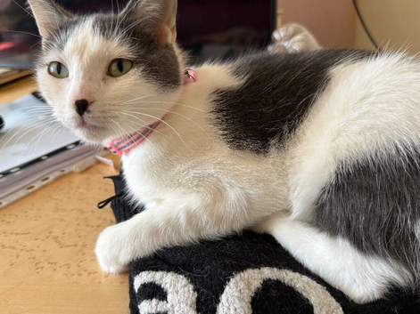 Female cat