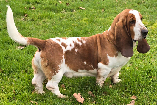 Proven Red & White Basset Hound Stud