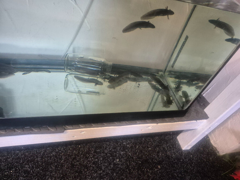 Axolotls for sale