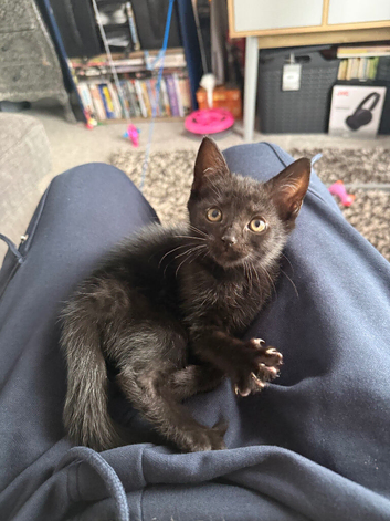 11 week girl kitten