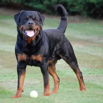 Beutiful Rottwiller puppies champion genetics