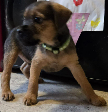 Border Terrier Puppies