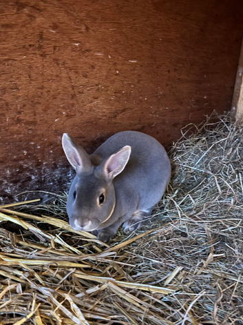 Rex rabbits