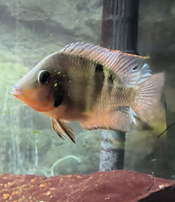Cichlids & Other Fish Forsale