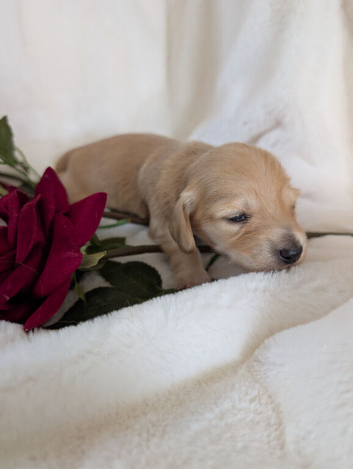 Long haired stunning puppies