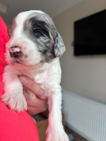 Premium Rare F1 Sproodle Pups &ndash; Champion Lines