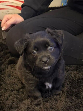 Beautiful peekapom x staffy