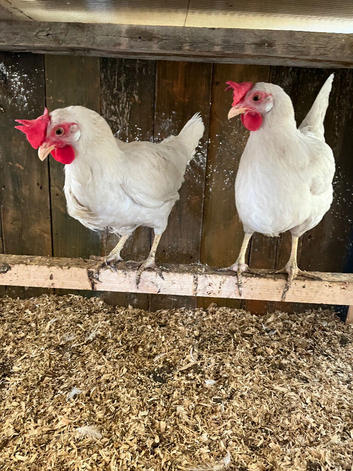 2 laying white leghorn