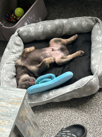 French bulldog puppy