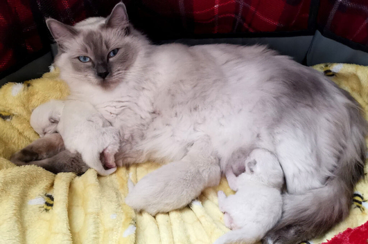 Ragdoll kittens
