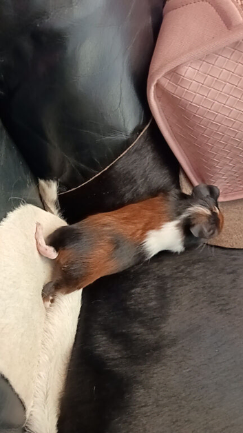Swiss guinea pig