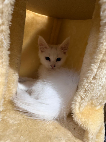 Male maine kitten ready to leave