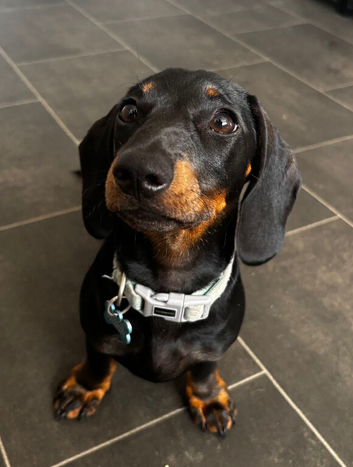 6 month old female dachshund
