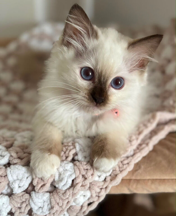 Ragdoll kitten