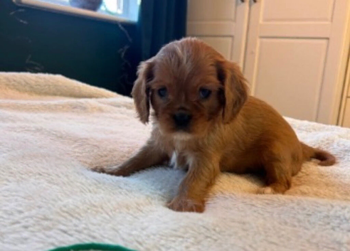 Puppy microchipping