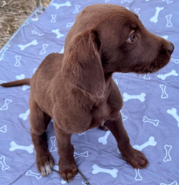 Labrador retriever and Lurcher puppies