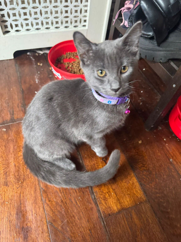Male kiten wants a good home, deliver offer!