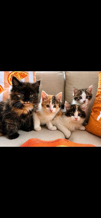 Beautiful 3/4 Bengal Kittens &ndash; &pound;150 Each