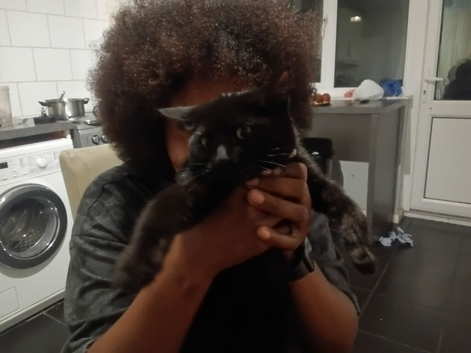 Cute kittens for sale