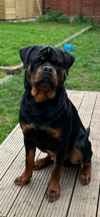 German Rottweiler