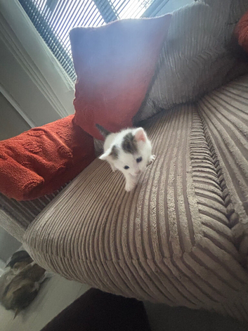 White kitten with patches of different colour