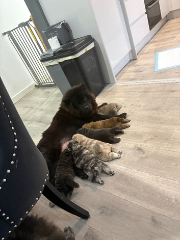 Chow chow puppies