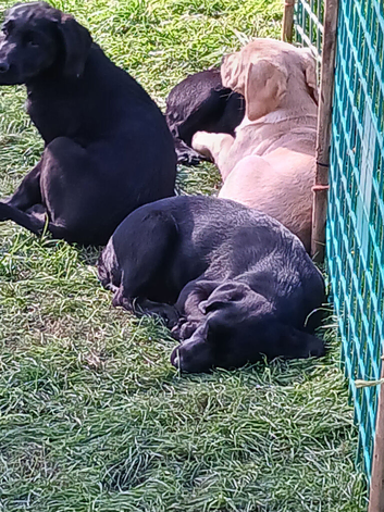 Quality pups available.