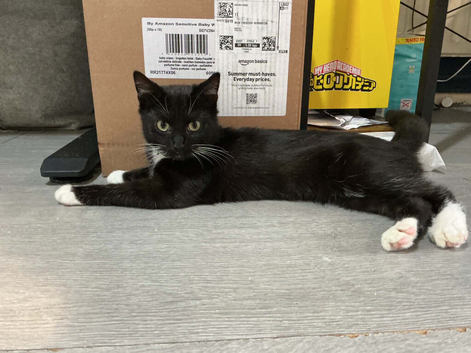 male kitten 8 months