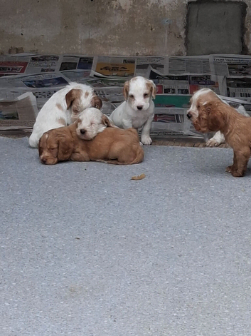 Stunning sprocker pups