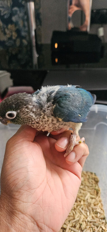 Hand reared blue turquoise conure baby