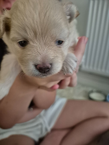 Caramel Maltapoo Puppy