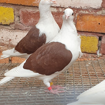 Saddle racing pigeons for sale
