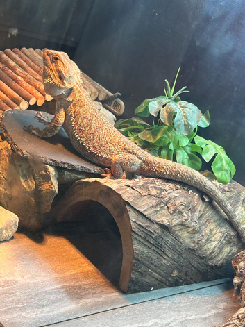 Male bearded dragon