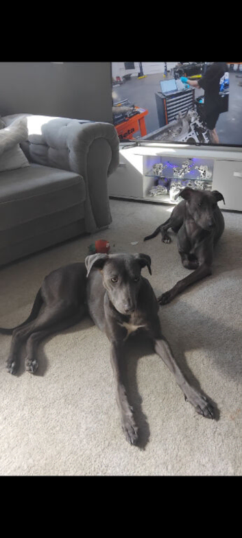 Stunning whippetX pups forsale