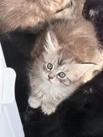 Tica registered amazing Maine coon kittens