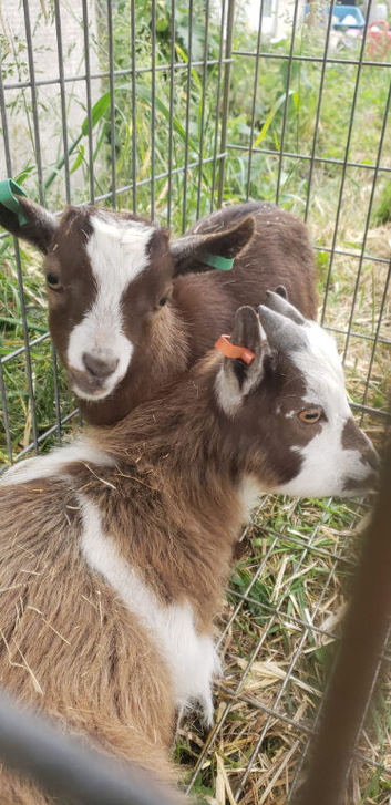 Pygmy Goat Wethers