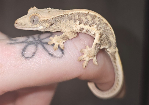 Hatchling crested geckos