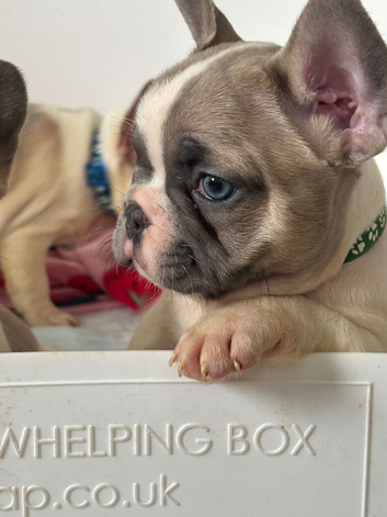 French bulldog puppies