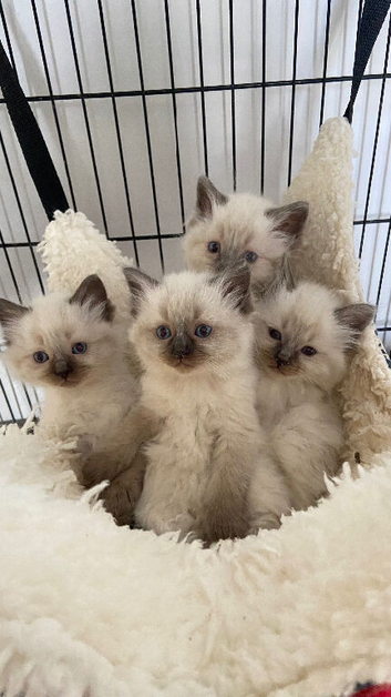 Pure ragdoll kittens