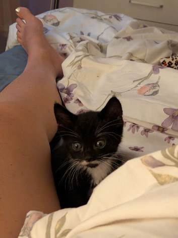 Beautiful half manx kitten forsale