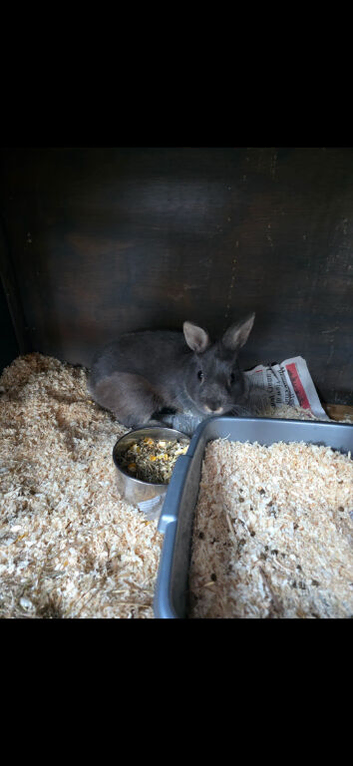 Netherland dwarf