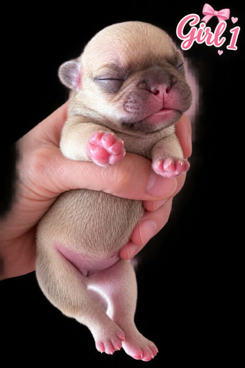 Stunning litter