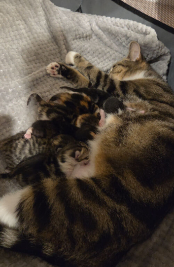 Kittens