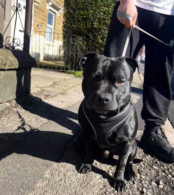 3 YEAR OLD BLACK STAFFY- STUD ONLY